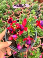 9lu Çok Satanlar Küpeli Çiçeği Seti (Fuchsia × hybrida) - Görsel 9