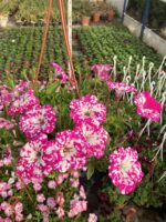 İnci Tozu Petunya (Petunia × hybrida)