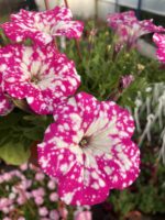 İnci Tozu Petunya (Petunia × hybrida) - Görsel 2