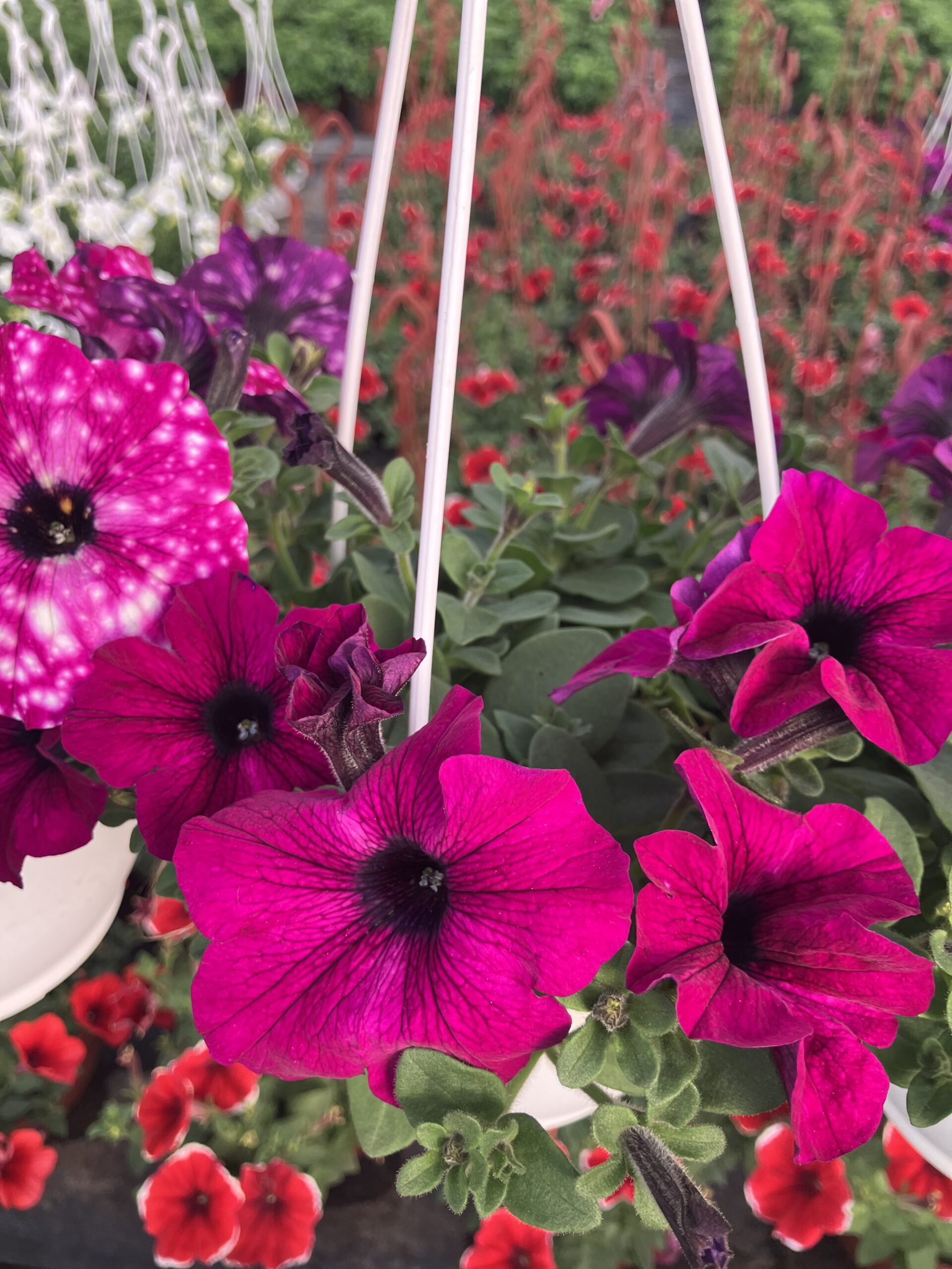 IMG_0030 Pancar Kabuğu Petunya (Petunia × hybrida) - Görsel 1