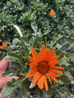 Turuncu Gazanya (Gazania tomentosa – Koyun Gözü Çiçeği)