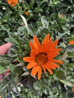 Turuncu Gazanya (Gazania tomentosa – Koyun Gözü Çiçeği) - Görsel 2