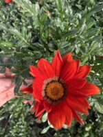 Kırmızı Gazanya (Gazania tomentosa – Koyun Gözü Çiçeği) - Görsel 2