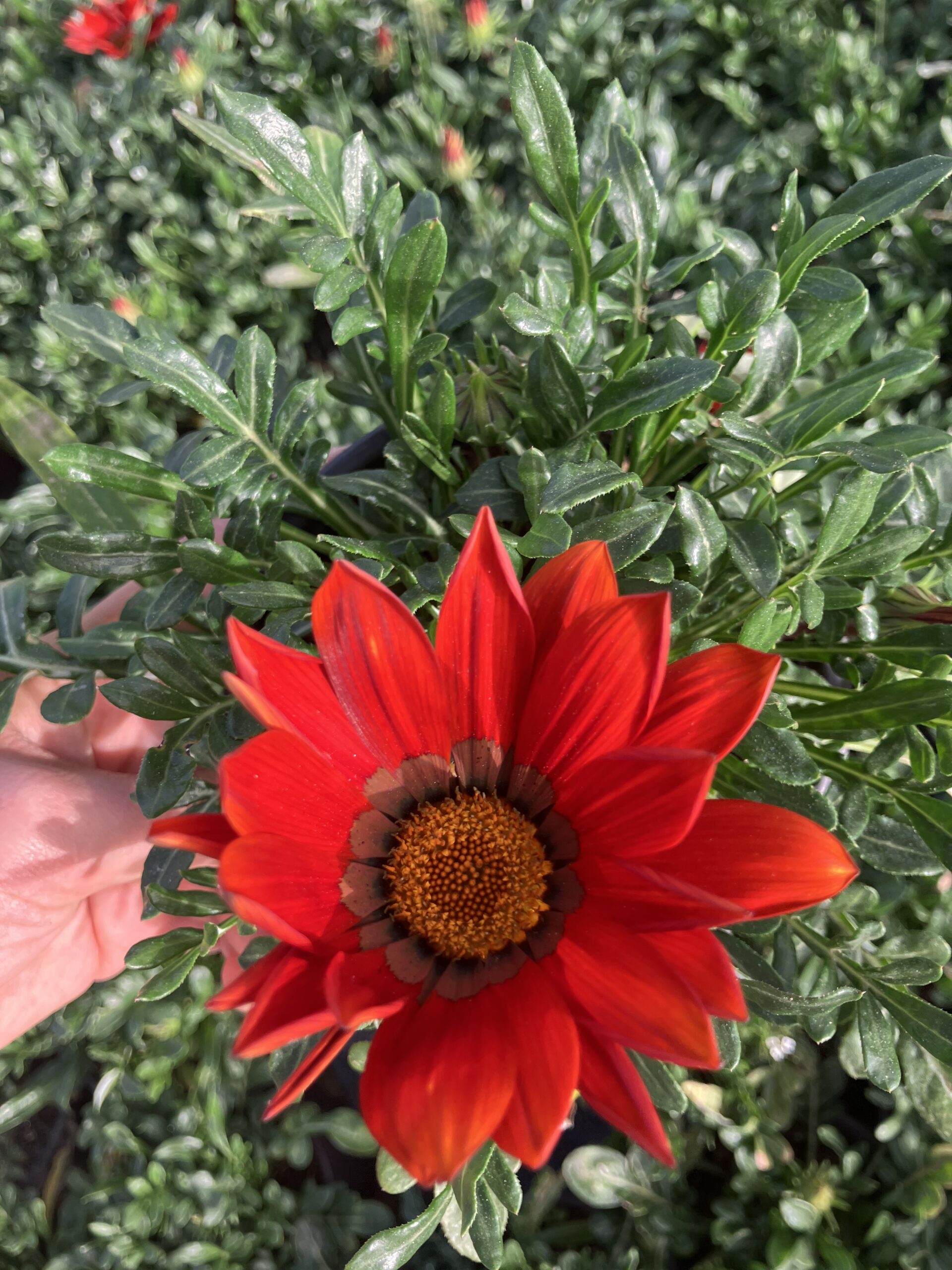 IMG_0053 Kırmızı Gazanya (Gazania tomentosa – Koyun Gözü Çiçeği) - Görsel 1