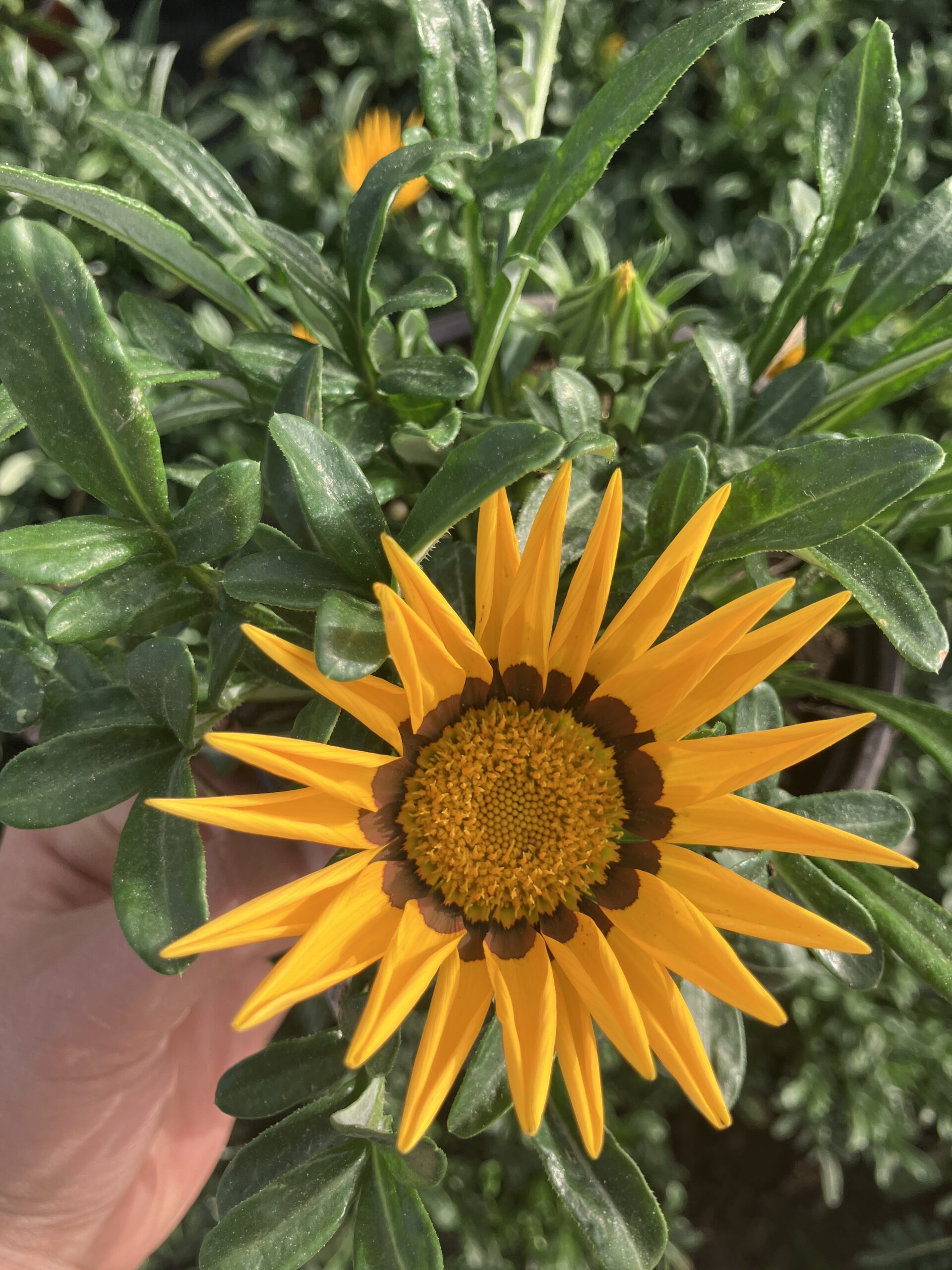 IMG_0056 Sarı Gazanya (Gazania tomentosa – Koyun Gözü Çiçeği) - Görsel 1