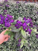 Vanilya Çiçeği (Heliotropium arborescens) - Görsel 3