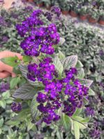 Vanilya Çiçeği (Heliotropium arborescens)