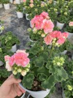 Gül Sardunya (Rosebud Astrit) Saksıda Çiçekli Canlı Bitki - Görsel 2