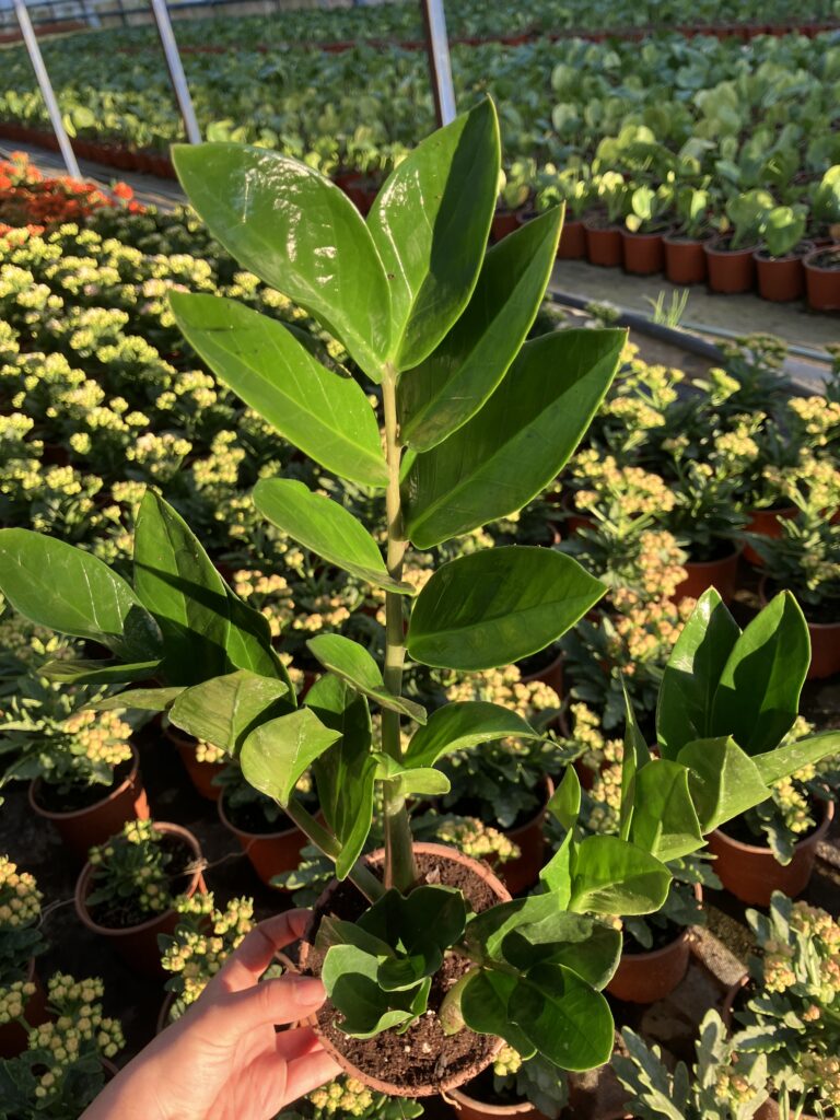 Ev ve ofis için dayanıklı, çiçekli ve az bakım isteyen salon bitkileri rehberi. Zamia, mum çiçeği, dikenler tacı ve begonya türlerini keşfedin.