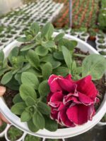 Frambuazlı Katmer Petunya – Şeker Serisi (Petunia × hybrida) - Görsel 2
