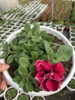Frambuazlı Katmer Petunya – Şeker Serisi (Petunia × hybrida) - Görsel 3