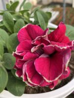 Frambuazlı Katmer Petunya – Şeker Serisi (Petunia × hybrida) - Görsel 4