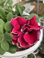 Frambuazlı Katmer Petunya – Şeker Serisi (Petunia × hybrida)