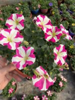 Pembe Lolipop Petunya – Şeker Serisi (Petunia × hybrida) - Görsel 4
