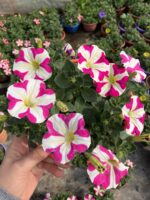 Pembe Lolipop Petunya – Şeker Serisi (Petunia × hybrida) - Görsel 3