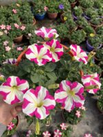 Pembe Lolipop Petunya – Şeker Serisi (Petunia × hybrida) - Görsel 2