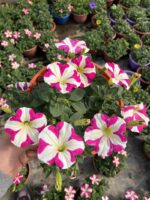Pembe Lolipop Petunya – Şeker Serisi (Petunia × hybrida)