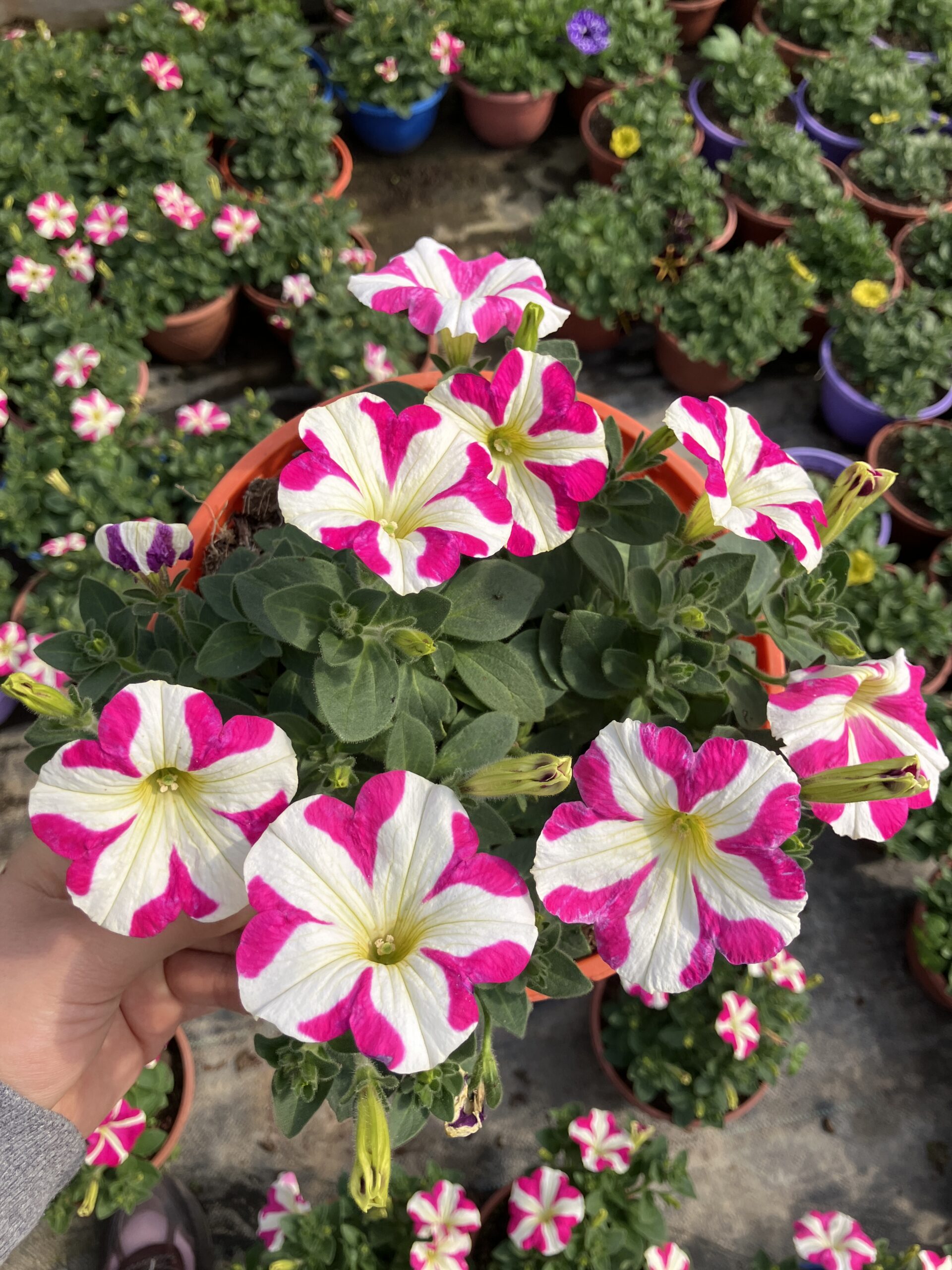 IMG_0828 Pembe Lolipop Petunya – Şeker Serisi (Petunia × hybrida) - Görsel 1