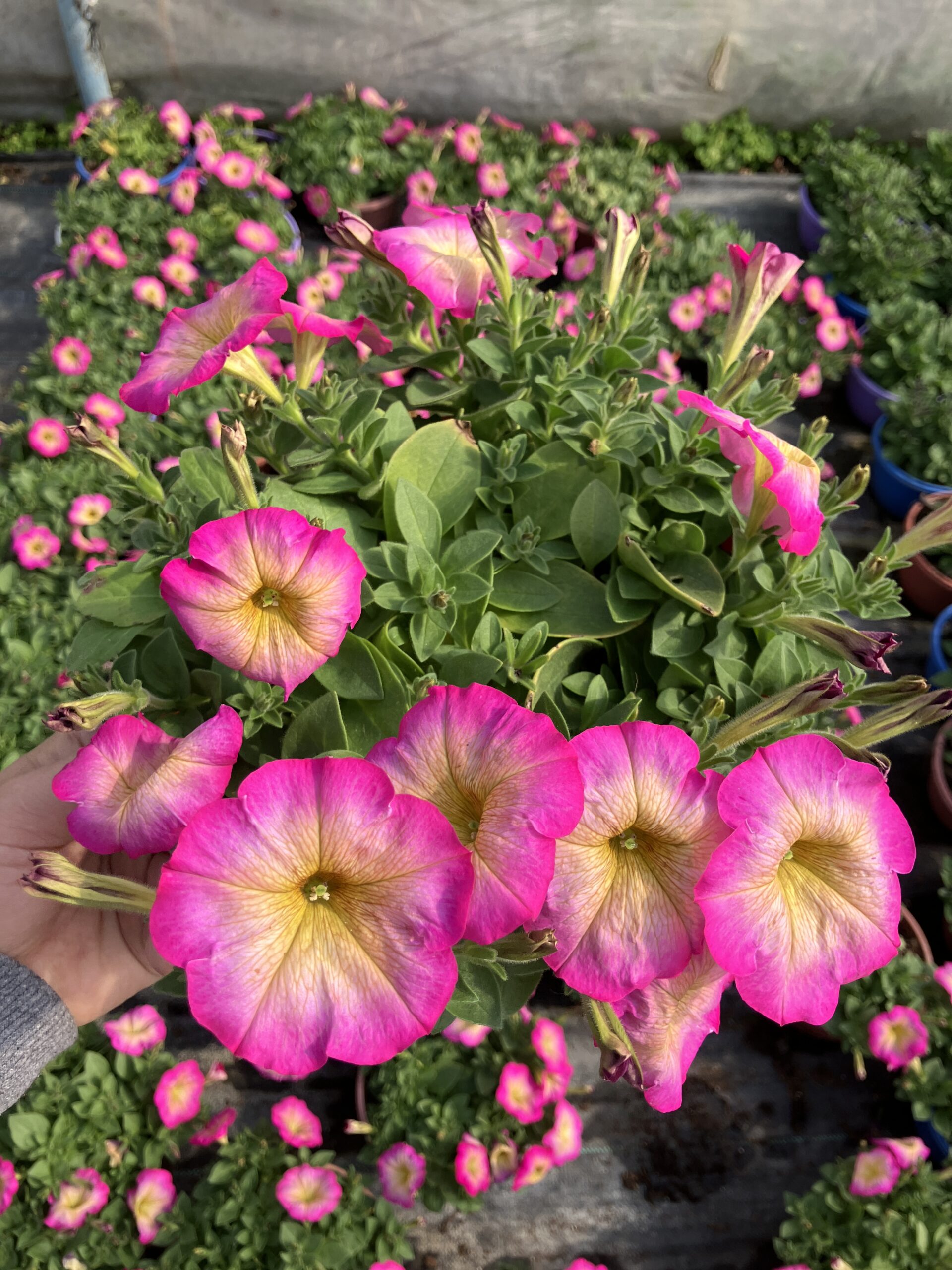 IMG_0835 Pamuk Şeker Petunya – Şeker Serisi (Petunia × hybrida) - Görsel 1