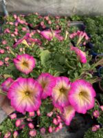 Pamuk Şeker Petunya – Şeker Serisi (Petunia × hybrida) - Görsel 2