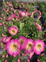 Pamuk Şeker Petunya – Şeker Serisi (Petunia × hybrida) - Görsel 3