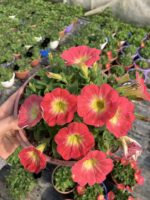 Ahududu Şekeri Petunya – Şeker Serisi (Petunia × hybrida) - Görsel 3