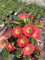 Ahududu Şekeri Petunya – Şeker Serisi (Petunia × hybrida)