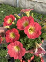 Ahududu Şekeri Petunya – Şeker Serisi (Petunia × hybrida) - Görsel 2