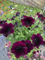 Bordo Kadife Petunya – Kadife Serisi (Petunia × hybrida) - Görsel 4