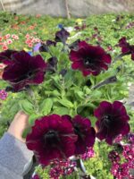 Bordo Kadife Petunya – Kadife Serisi (Petunia × hybrida) - Görsel 3
