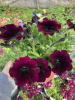 Bordo Kadife Petunya – Kadife Serisi (Petunia × hybrida)