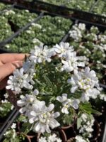 Beyaz Kaya Çiçeği (Aubrieta deltoidea)