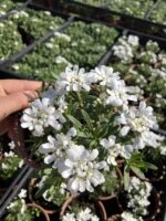 Beyaz Kaya Çiçeği (Aubrieta deltoidea) - Görsel 2