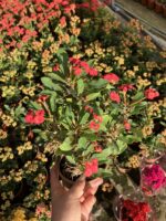 Hollanda Kökenli Red Sonali Dikenler Tacı (Euphorbia milii) - Görsel 3