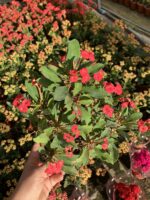 Hollanda Kökenli Red Sonali Dikenler Tacı (Euphorbia milii)