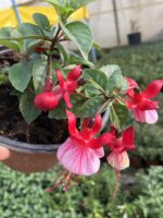 Alabeyaz Küpeli Çiçeği (Fuchsia × hybrida)