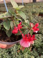 Alabeyaz Küpeli Çiçeği (Fuchsia × hybrida) - Görsel 3