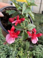 Alabeyaz Küpeli Çiçeği (Fuchsia × hybrida) - Görsel 2