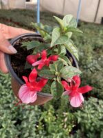 Alabeyaz Küpeli Çiçeği (Fuchsia × hybrida) - Görsel 4