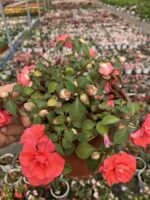 Elowen Rengi Katlı Cam Güzeli (Impatiens walleriana) - Görsel 2