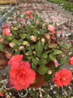 Elowen Rengi Katlı Cam Güzeli (Impatiens walleriana)