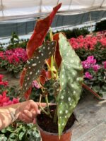 Beyaz Çiçekli Alman Begonyası (Begonia maculata ‘Wightii’)