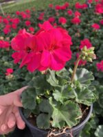 Fuşya–Kırmızı Klasik Sardunya (Pelargonium × hortorum) - Görsel 4