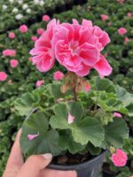 Pembe Halo Klasik Sardunya (Pelargonium × hortorum) - Görsel 2