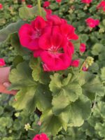 Fuşya–Kırmızı Klasik Sardunya (Pelargonium × hortorum) - Görsel 2