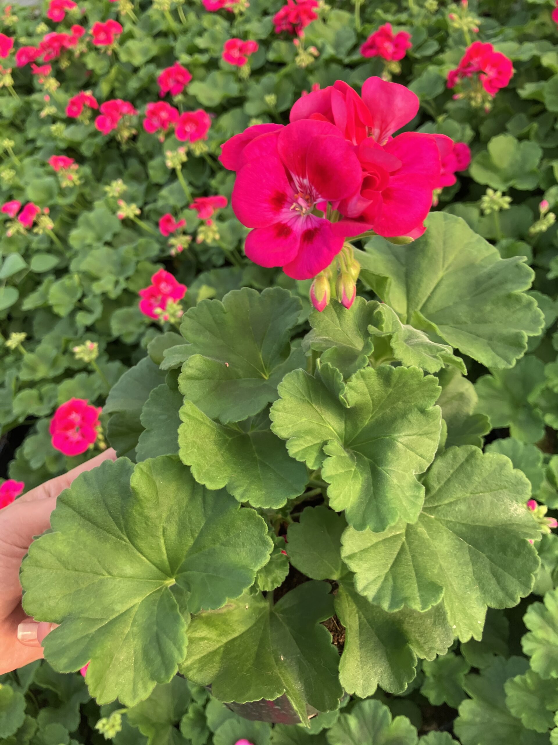 IMG_3977 Fuşya–Kırmızı Klasik Sardunya (Pelargonium × hortorum) - Görsel 1