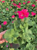 Fuşya–Kırmızı Klasik Sardunya (Pelargonium × hortorum) - Görsel 3