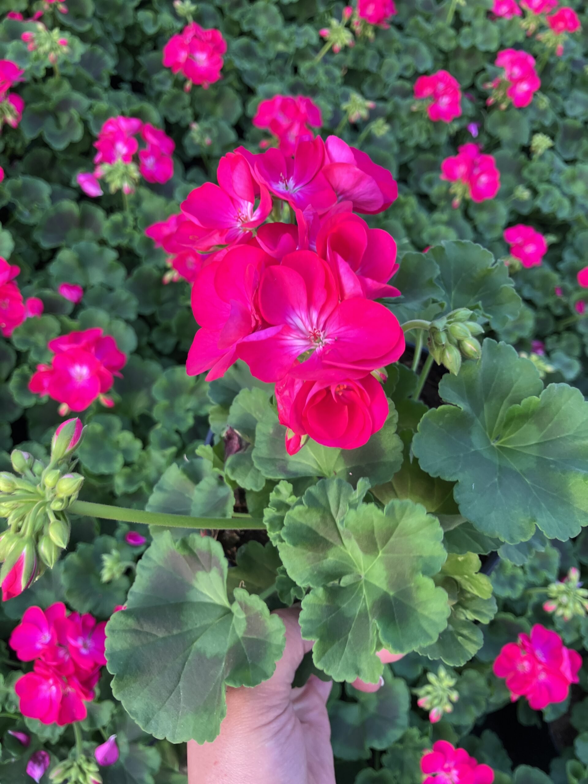 IMG_3981 Fuşya Alevi Klasik Sardunya (Pelargonium × hortorum) - Görsel 1