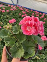 Pembe Halo Klasik Sardunya (Pelargonium × hortorum) - Görsel 3