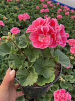 Pembe Halo Klasik Sardunya (Pelargonium × hortorum)